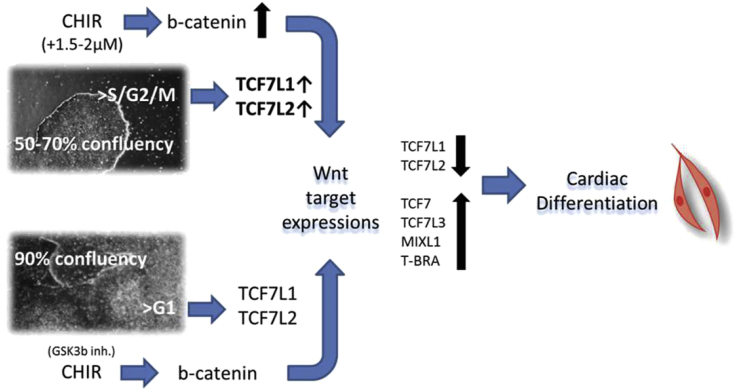 Figure 7