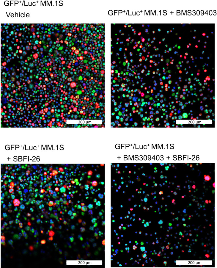 Figure 1—figure supplement 5.