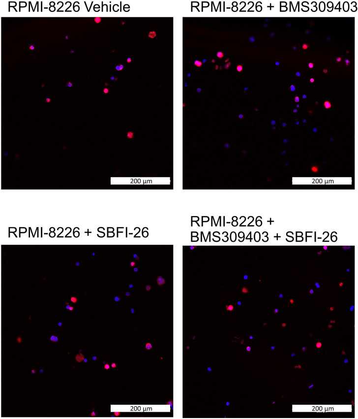 Figure 1—figure supplement 6.