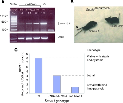 Figure 2.—