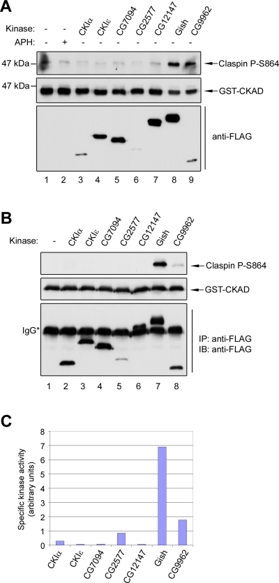 FIGURE 2: