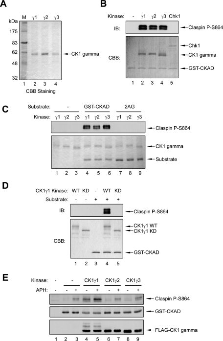 FIGURE 3: