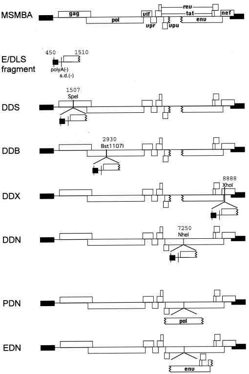 FIG. 1