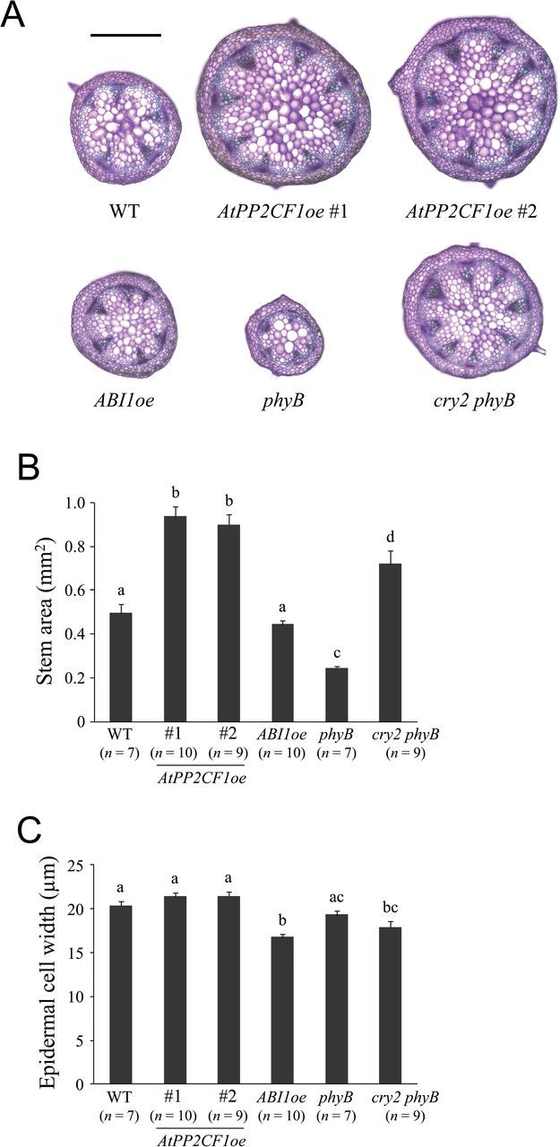 Fig. 8.