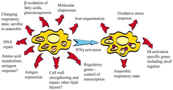 Fig. (1)