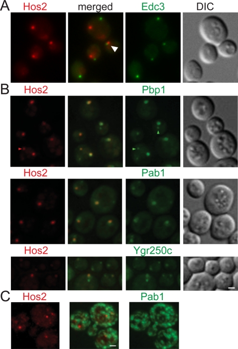 FIGURE 6: