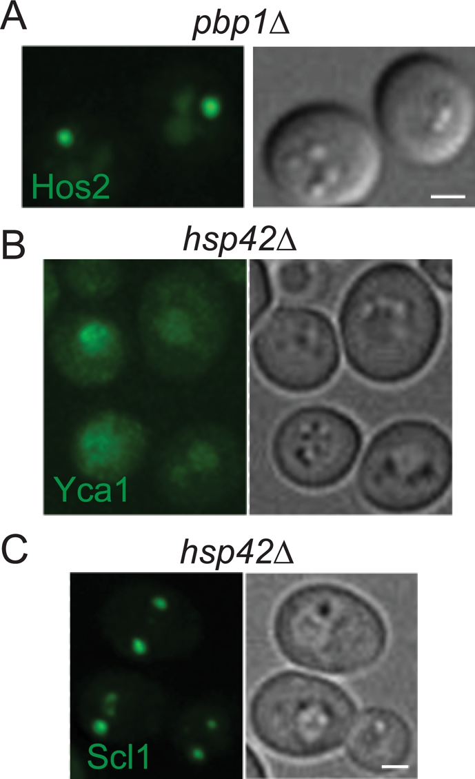 FIGURE 7: