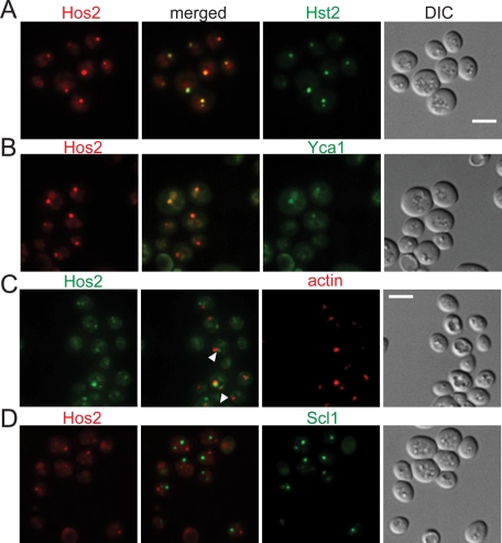 FIGURE 3: