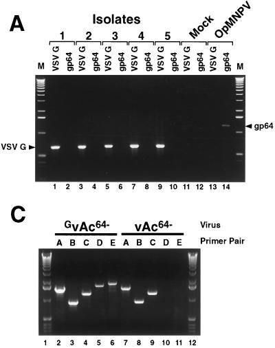 FIG. 6