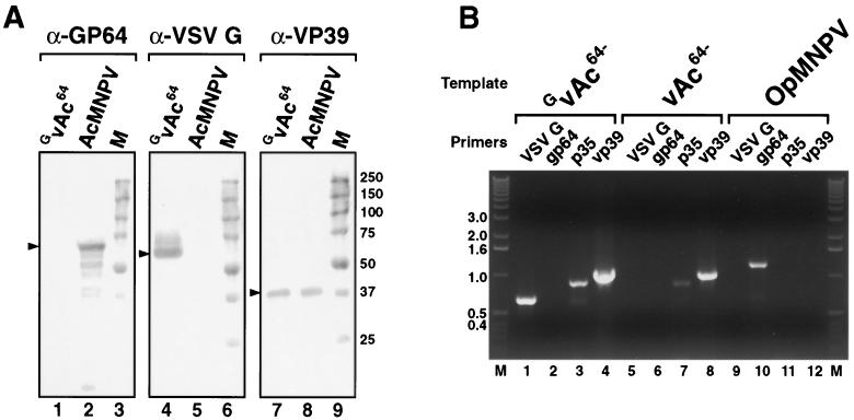 FIG. 5