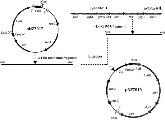 FIG. 1.