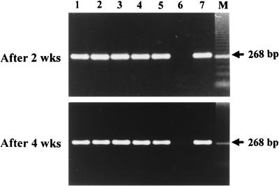 FIG. 1