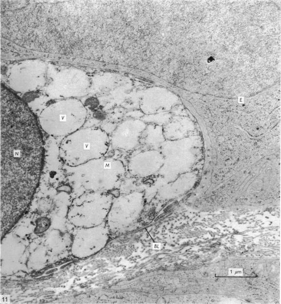 Fig. 11