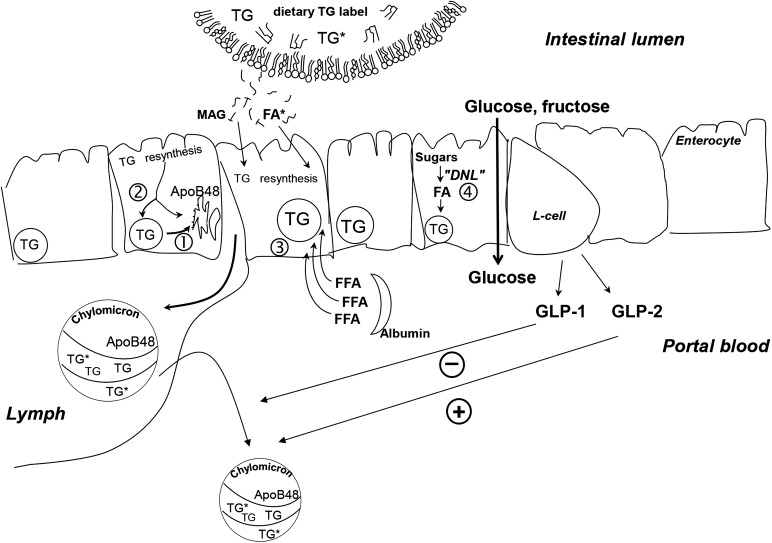 FIGURE 1