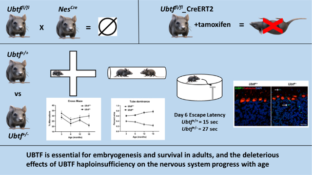 graphic file with name nihms-1966658-f0003.jpg