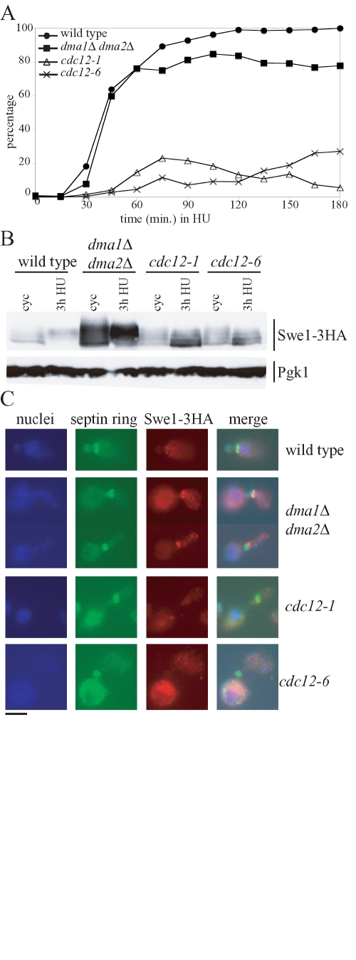 FIGURE 6: