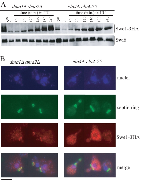 FIGURE 5: