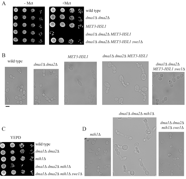 FIGURE 1: