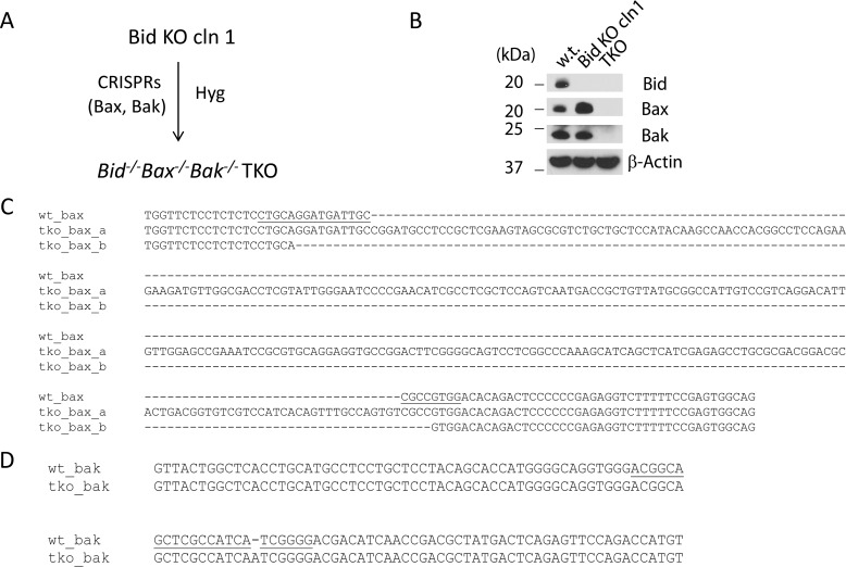 FIGURE 5.