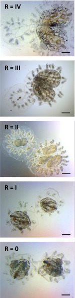 Fig. S1.