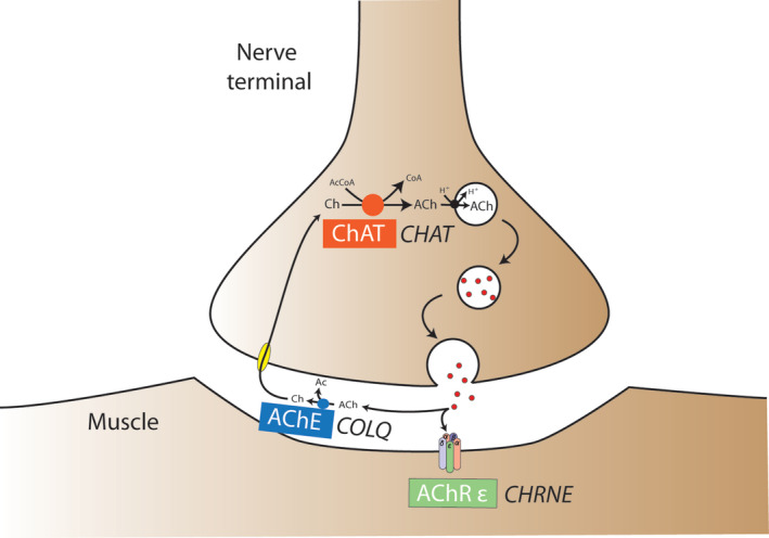 FIGURE 1