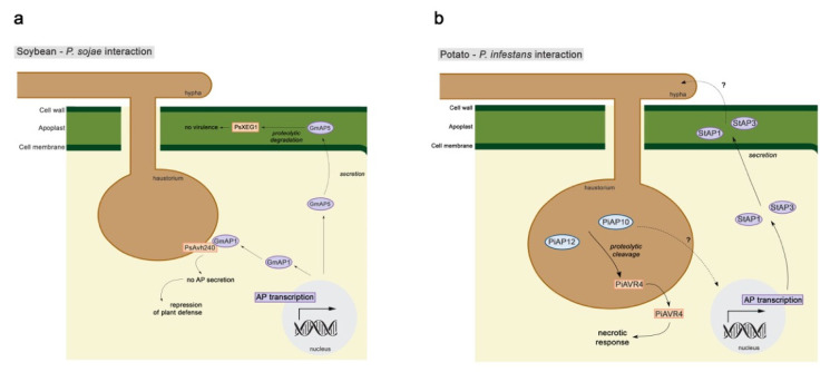 Defense and Offense Strategies: The Role of Aspartic Proteases in Plant ...