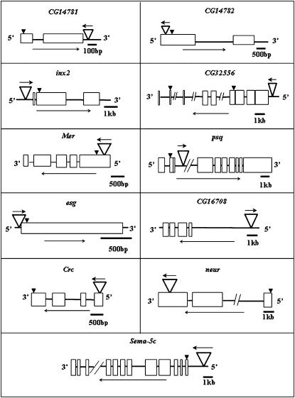 Figure 2.—