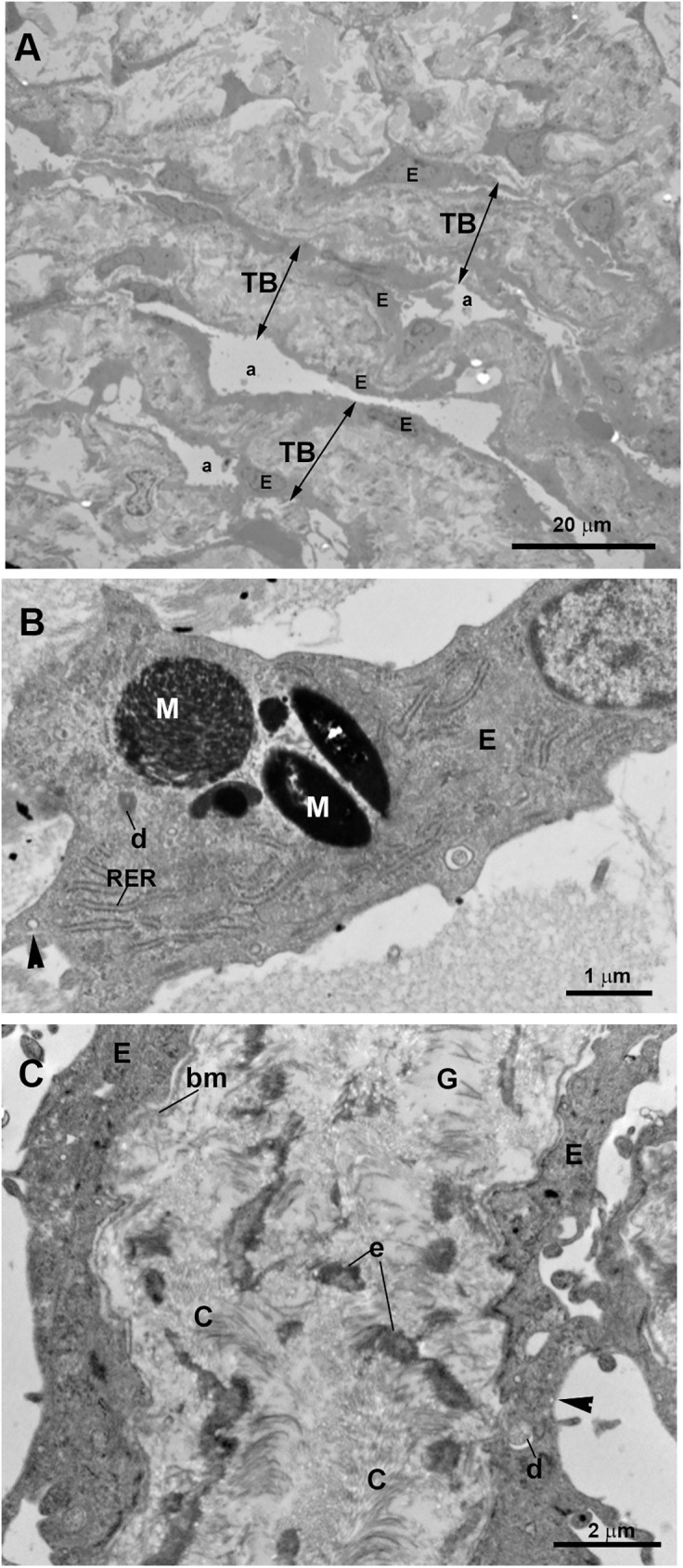 Fig 12