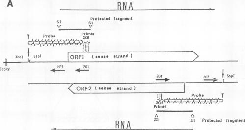 graphic file with name molcellb00045-0374-a.jpg