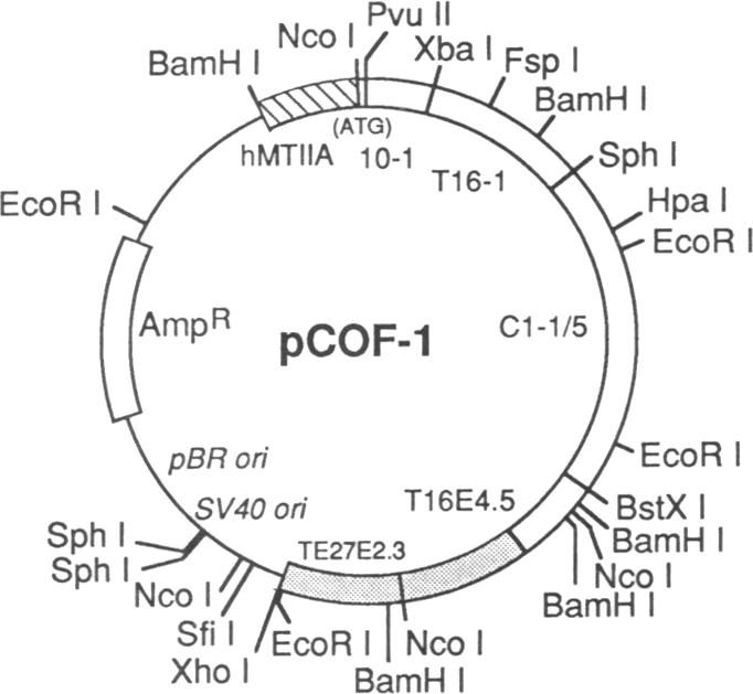 graphic file with name pnas01067-0052-a.jpg