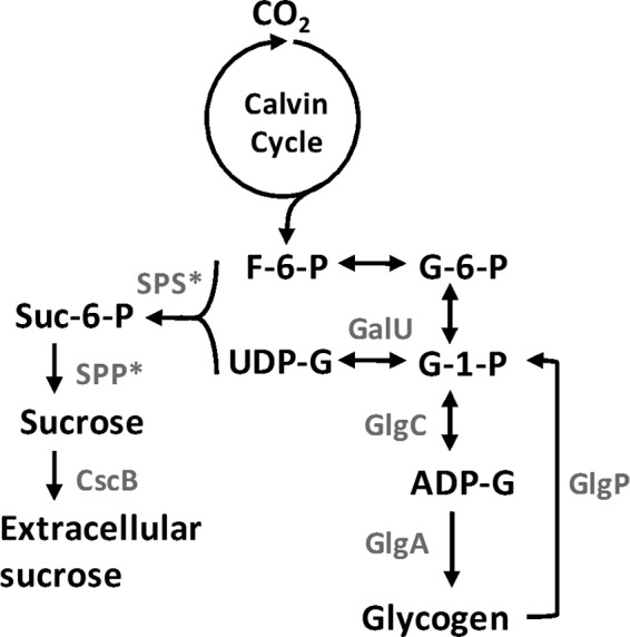 FIG 1