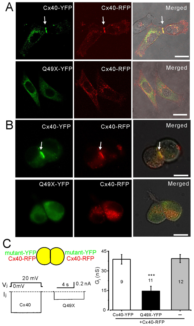 Fig. 3