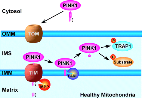 Fig. 1