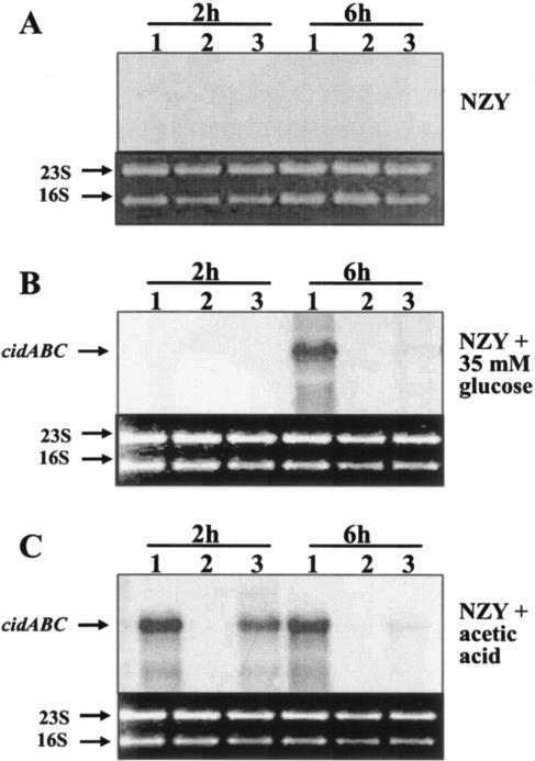 FIG. 2.