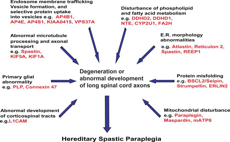 Emerging molecular pathogenesis of the Hereditary Spastic Paraplegias*