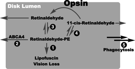 FIGURE 7.