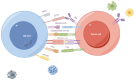 Figure 1. Receptor interactions between NK cells and tumour cells. Natural cytotoxic receptors on NK cells, such as NCR, CD16 and NKG2D, stimulate NK activation by binding to the corresponding ligands...