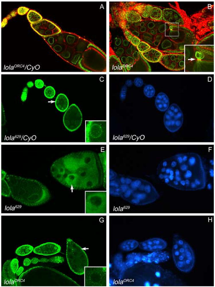 Fig. 10