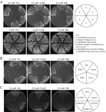 FIG. 2.