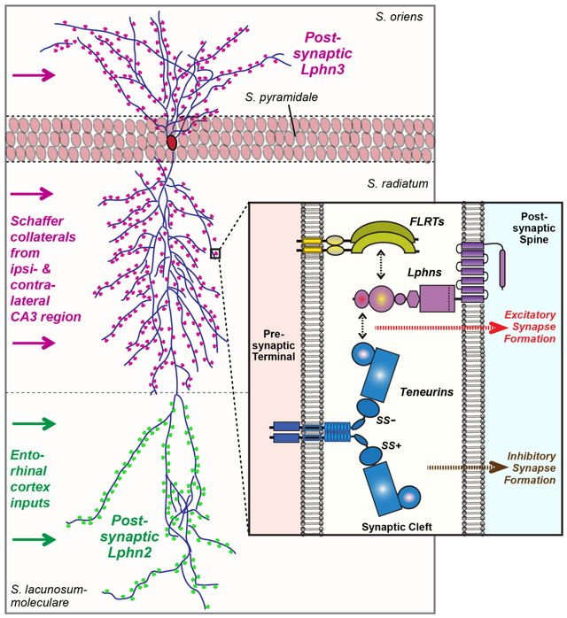 graphic file with name nihms-1025865-f0001.jpg