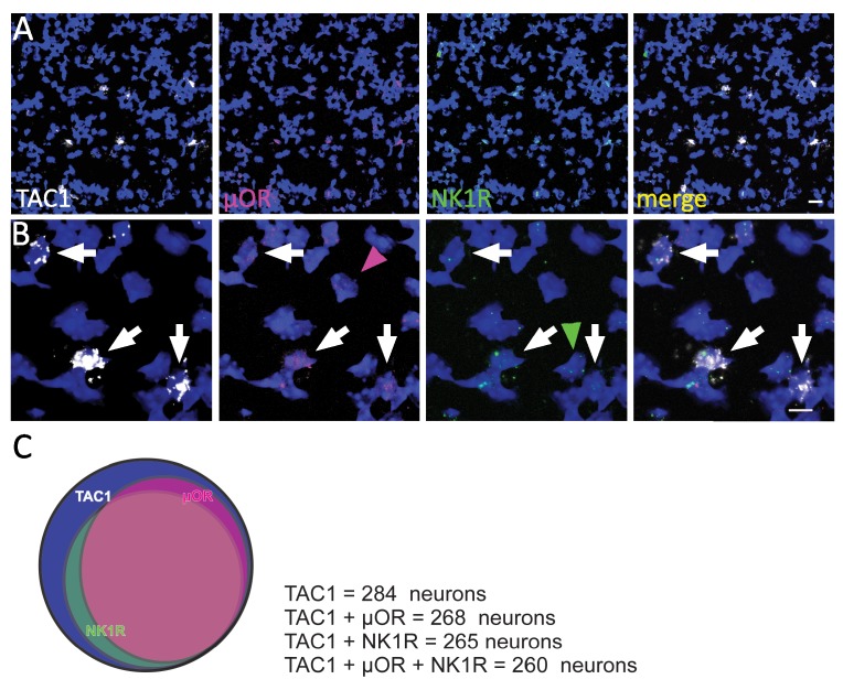 Figure 3—figure supplement 1.