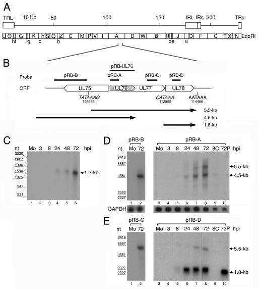 FIG. 1.