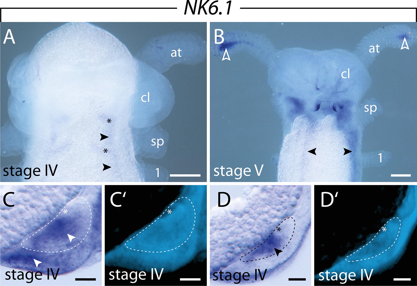 Fig. 8