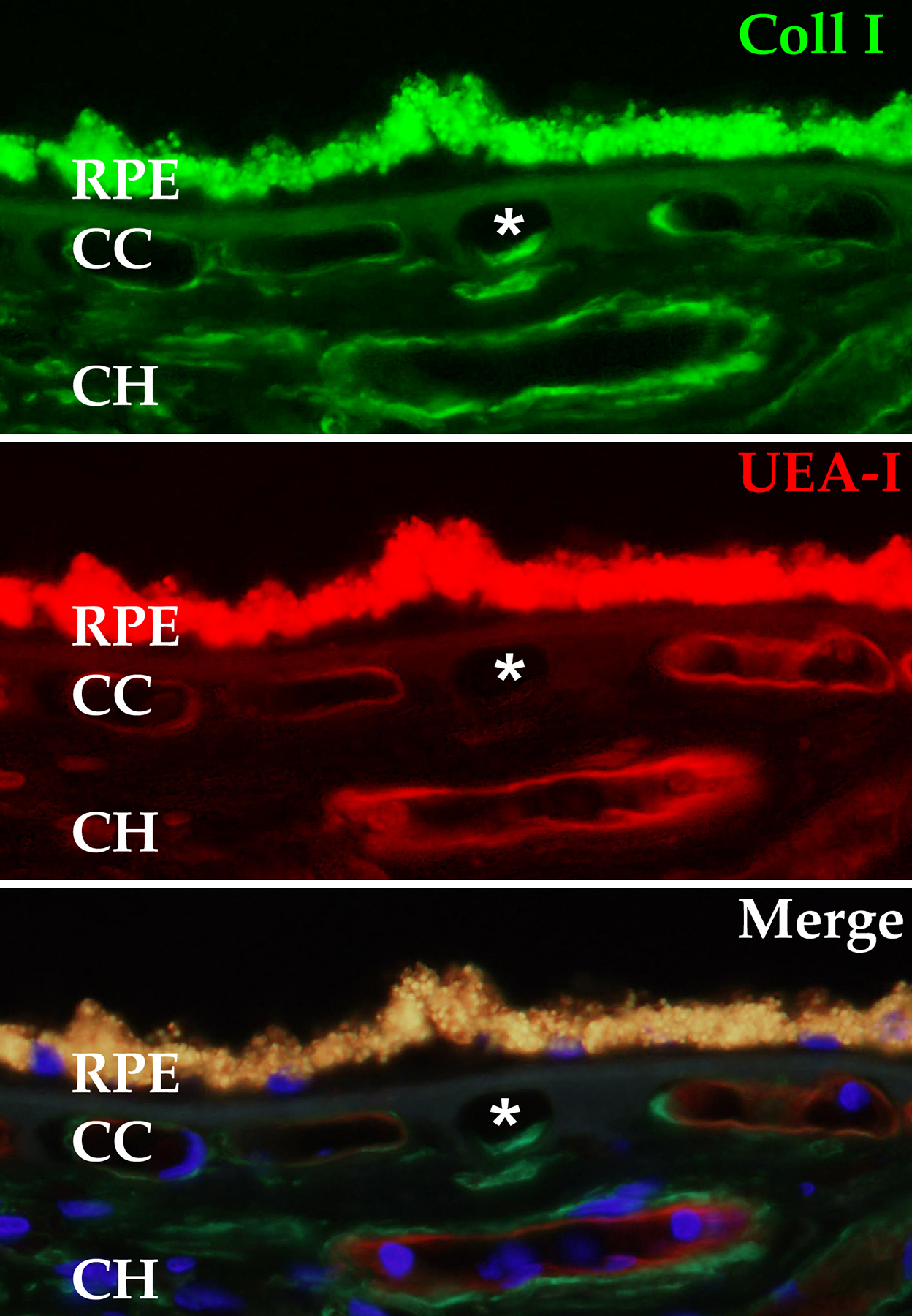 Figure 6: