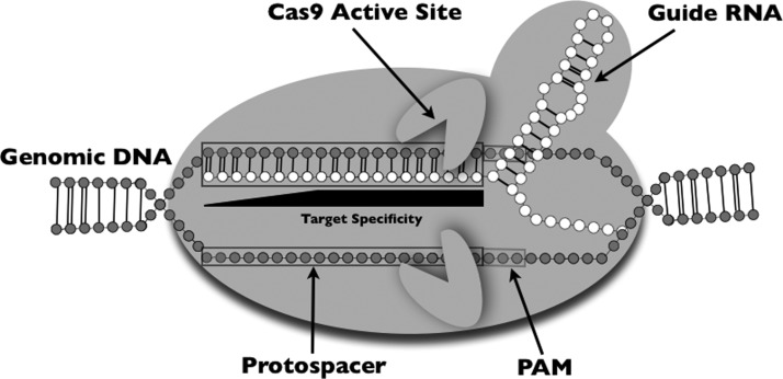 FIG. 1.