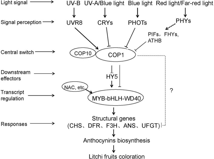 FIGURE 9