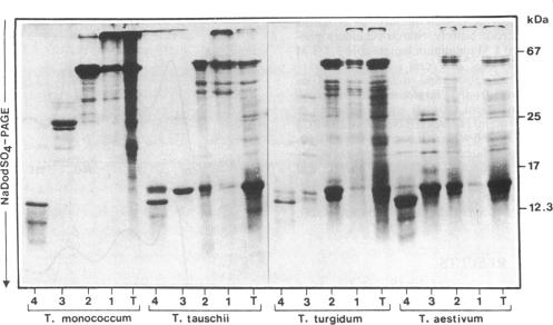 graphic file with name pnas00249-0263-a.jpg