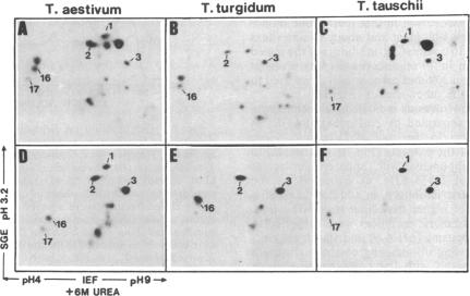 graphic file with name pnas00249-0263-b.jpg