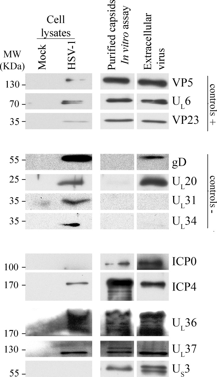 Fig 5