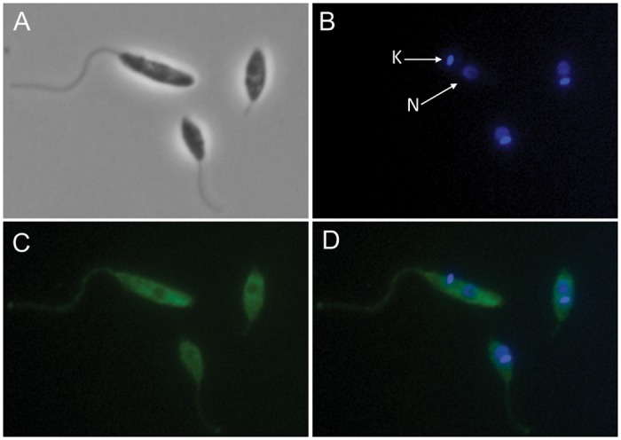 Fig 6